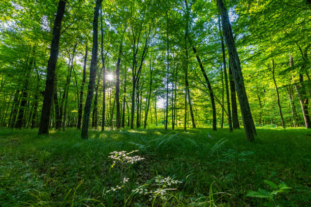 Fern and grass growing amidst trees in forest during sunny day