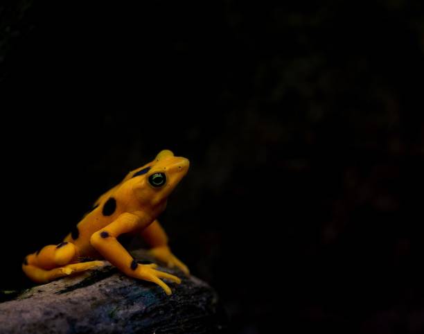 Panamanian Golden Frog Stock Photos, Pictures & Royalty-Free Images - iStock