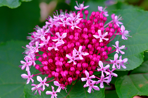 Clerodendrum bungei / Rose Glory Bower