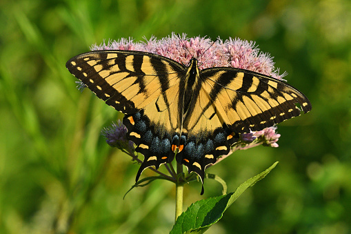 Female eastern tiger swallowtail butterfly in deep focus. Wings, tail and head clearly shown. Perched on Joe-Pye weed, a favorite wildflower of many butterflies in mid to late summer. Taken in Connecticut.