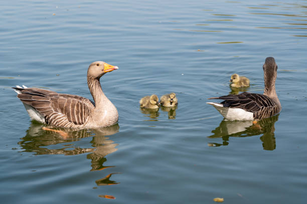 Greylag geese, anser anser, with young goslings Greylag geese, anser anser, with young goslings swimming on a lake greylag goose stock pictures, royalty-free photos & images