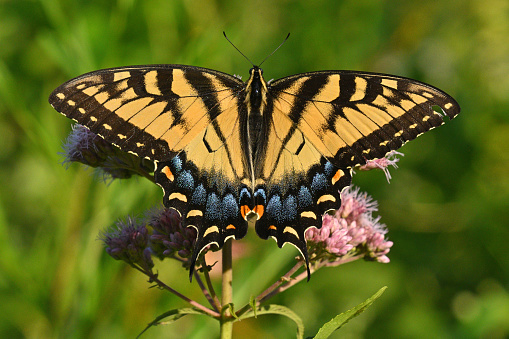 Female eastern tiger swallowtail butterfly climbing to tip of flower in late-afternoon sunlight. In deep focus -- wings, tail and head clearly shown. Perched on Joe-Pye weed, a favorite wildflower of many butterflies in mid to late summer. Taken in Connecticut.