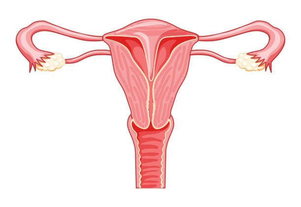 Uterine septum septate uterus Female reproductive system. Front view in a cut. Human anatomy internal organs scheme, cervix, ovary, fallopian tube flat style icon Vector medical illustration isolated Uterine septum septate uterus Female reproductive system. Front view in a cut. Human anatomy internal organs scheme, cervix, ovary, fallopian tube flat style icon Vector medical illustration isolated women private part stock illustrations