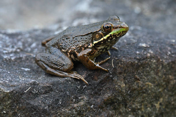 istock Green frog on rock in summer 1413087931