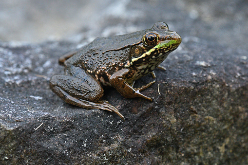 The girl playing with frog