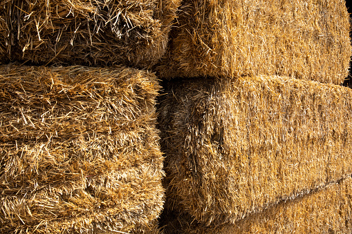 Meadow with wrapped round bales of dry hay.