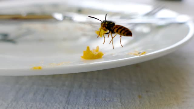 Wasp likes scrambled eggs