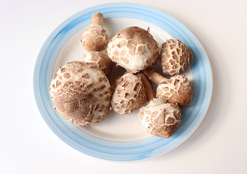 Parasol mushroom Macrolepiota procera on a plate. White background. Top view, closeup. Food concept.