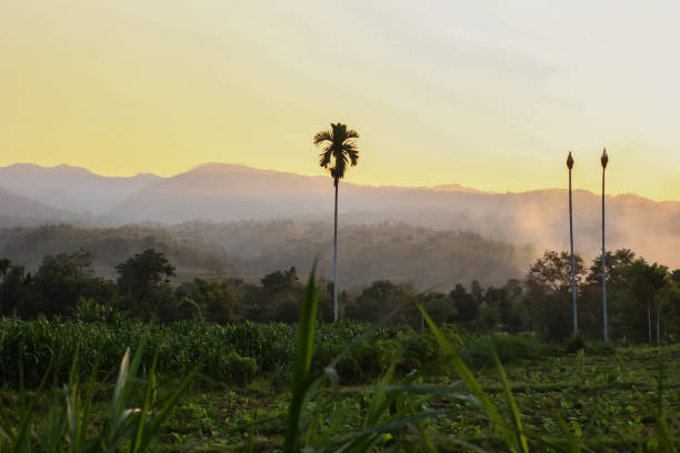 istock Mountains and tall palm trees are visible 1413093699