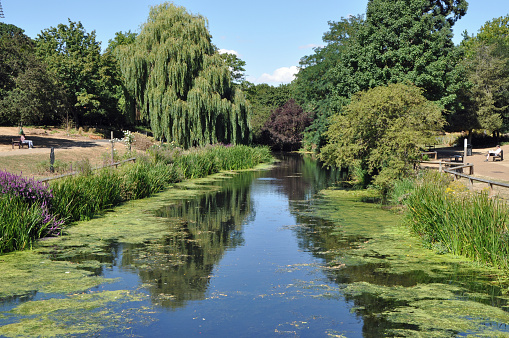 River Can running or flowing through Chelmsford city centre public Central Park (adjacent to the cricket ground). Outdoors on a summer day.  Chelmsford, Essex, United Kingdom, August 5, 2022