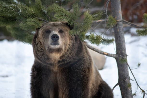 istock Brown grizzly bear in Montana. 1413095448