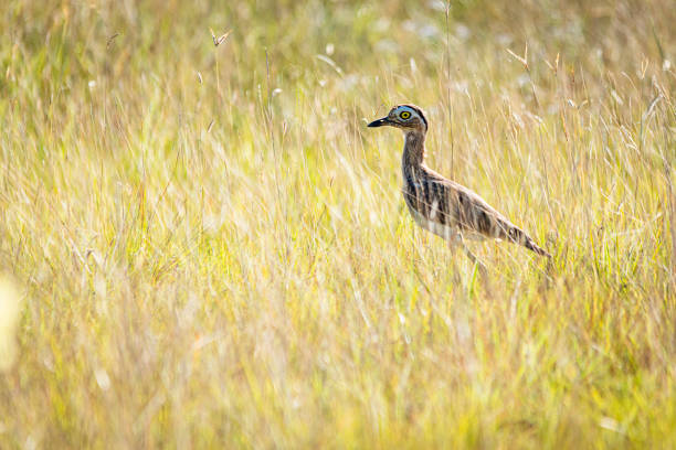 brachvogel im gras - stone curlew stock-fotos und bilder