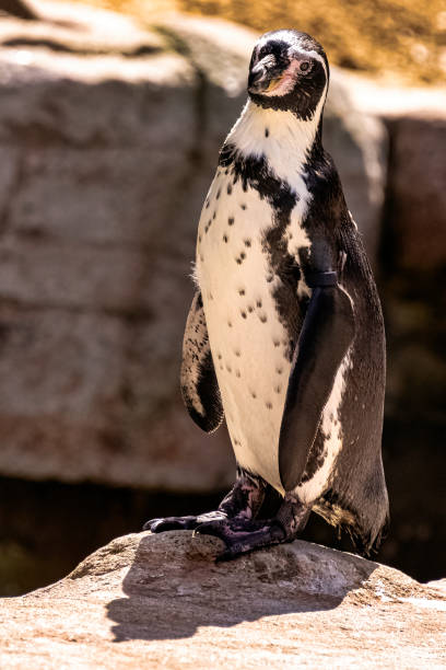 istock Humboldt penguin (Spheniscus humboldti) is a medium-sized penguin from South America 1413099008