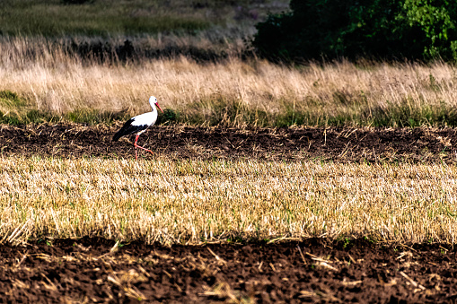 Adult white stork (Ciconia ciconia) looking for a diner - Choczewo, Pomerania, Poland