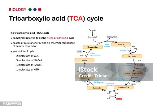 istock Biological infographic show tricarboxylic acid cycle or also called Krebs and citric acid cycle for energy production as ATP in aerobic respiration 1413099930