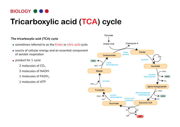 Biological infographic show tricarboxylic acid cycle or also called Krebs and citric acid cycle for energy production as ATP in aerobic respiration Biological infographic show tricarboxylic acid cycle or also called Krebs and citric acid cycle for energy production as ATP in aerobic respiration citric acid stock illustrations
