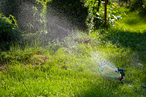 Garden works background with spray atomizer in female hands. Watering the bushes.