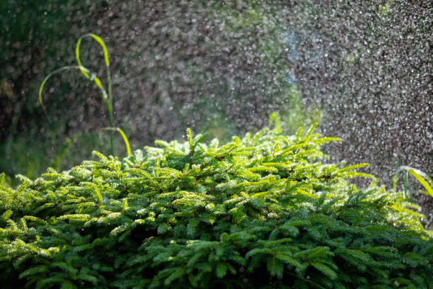 istock Sprinkler watering grass in the summer 1413099970