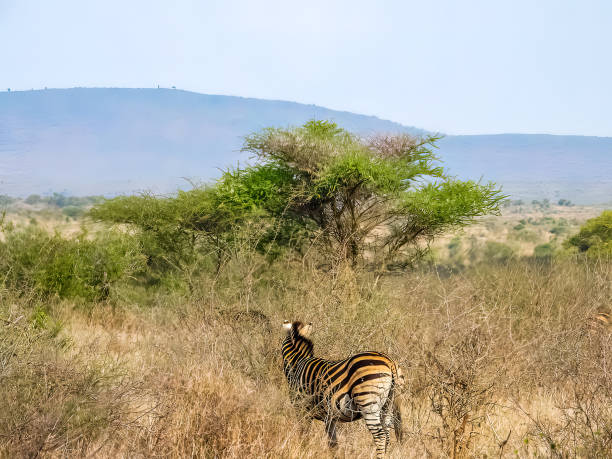 Zebra in the savanna. stock photo