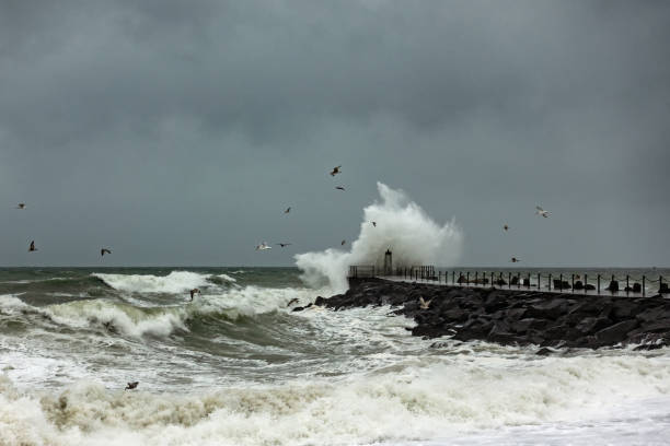 Seagulls hunting in stormy sea in front of lighthouse overturned by sea, Vorupør, Denmark stock photo