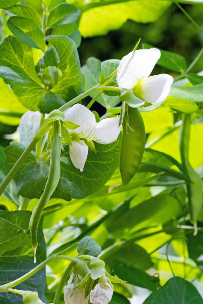 Close-up of pea plant with white flowers and several pods, Pisum sativum stock photo