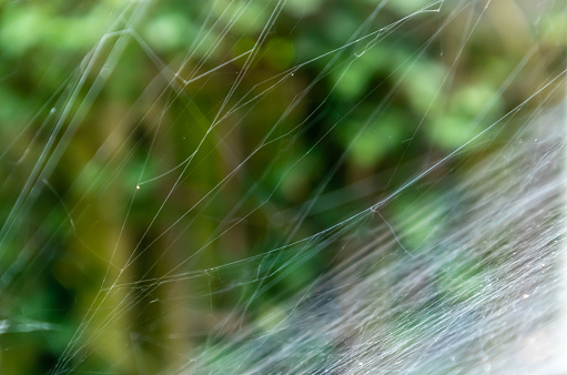 Close-up view of a sheet web of a spider with blurred garden background