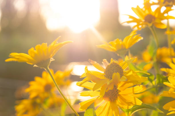 istock yellow summer flowers, and sun rays of light 1413104356