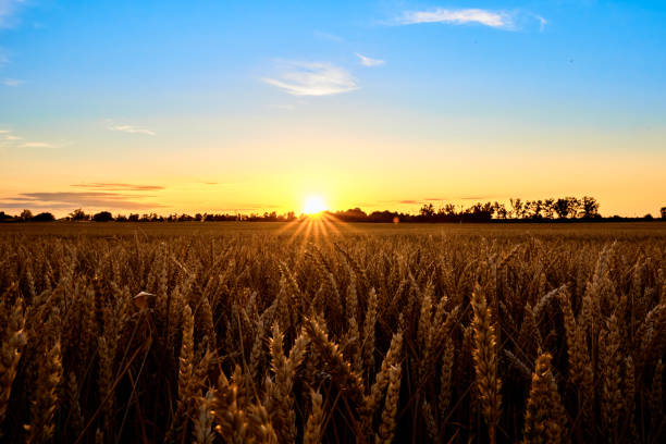 istock Golden field with ripe wheat ear 1413107313