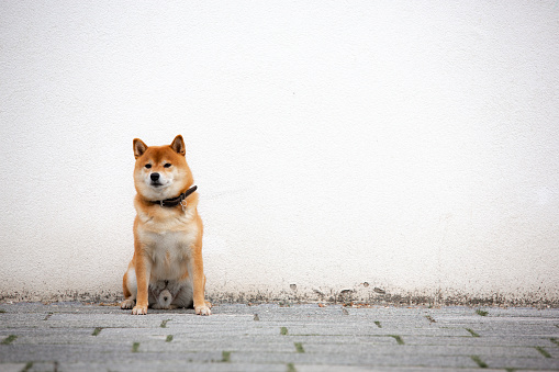 Shiba Inu smiling. Red dog sits on the street. Happy pet in the city.