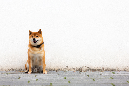 Shiba Inu smiling. Red dog sits on the street. Happy pet in the city.