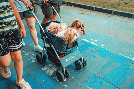 21 June 2022, Antalya, Turkey:  Two dog twins riding and having fun in stroller or pushchair in city park