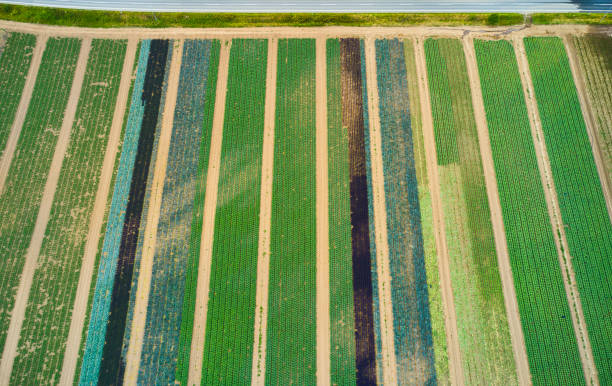 istock Agricultural field with cabbage 1413107485