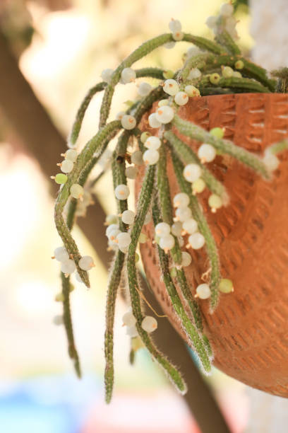 istock Rhipsalis Baccifera Horrida in clay pot 1413108628