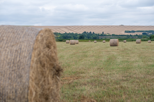 А field full of straw bales.