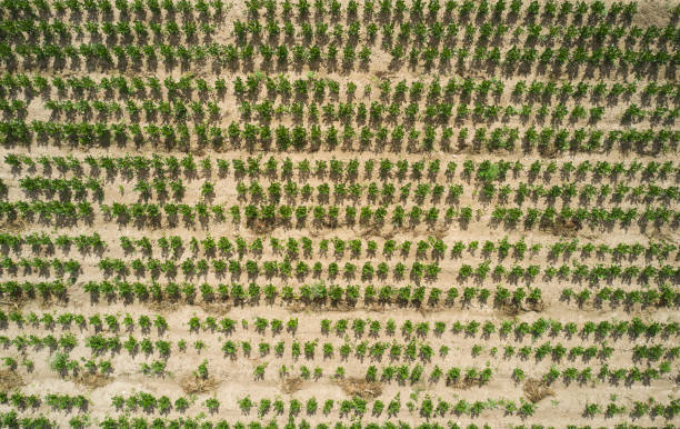 istock Agricultural field with celery 1413108923