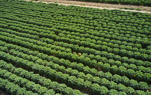 Rows of kale cabbage from drone point of view.