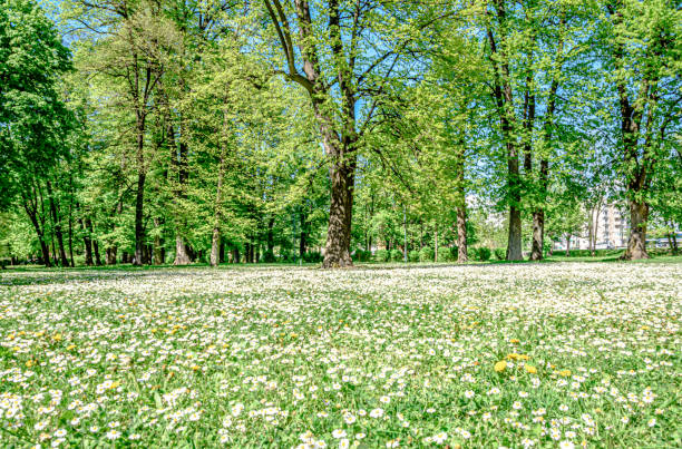 istock Meadow of flowers 1413109636