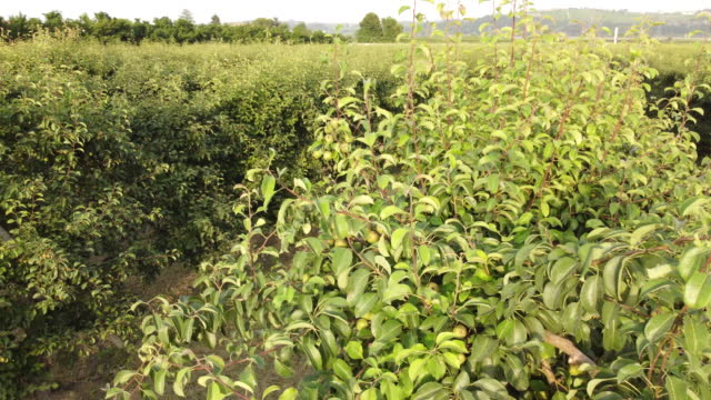 Pear Martin Sec Fruit Agriculture Cultivation Field