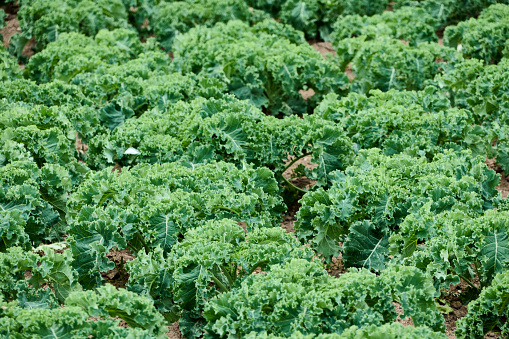 Variety of leafy green vegetables isolated on white background.