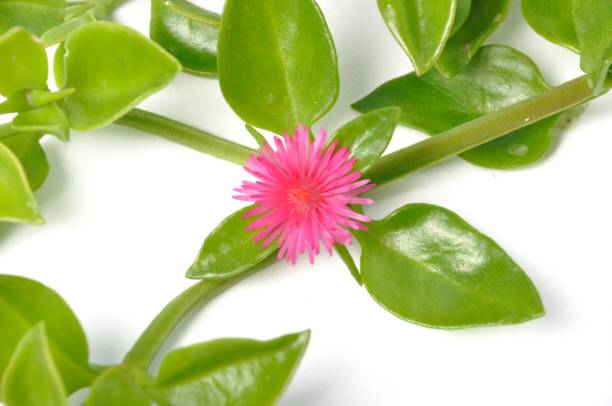 Green succulent leaves and small pink flowers of iceplant Green succulent leaves and small pink flowers of iceplant heartleaf iceplant aptenia cordifolia stock pictures, royalty-free photos & images