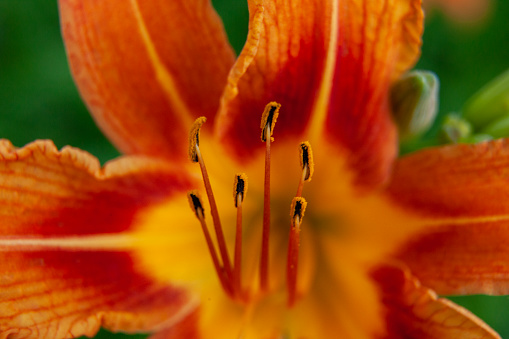 Raindrops cover a Daylily flower after a shower.  This photograph was taken in Montreal in the summer.  The stamens of this flower reach out for the sky.