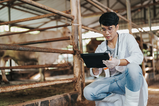 Smart farm 4.0 concept. Veterinary Asian man using application on digital tablet for monitoring cattle health. Agriculture cattle farm. Animal husbandry in cattle farm.
