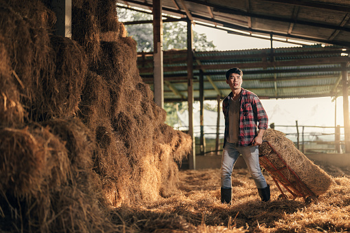 Asian man farmer keeping hay bales to stock for cow feeding of stables in cattle farm.