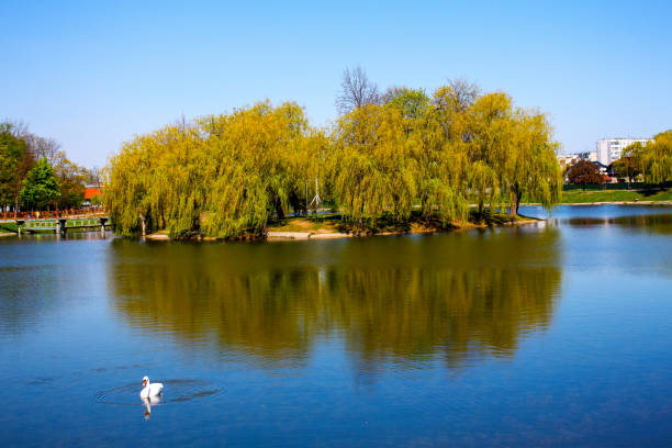 istock Swans on the lake in Kolomyia 1413113254