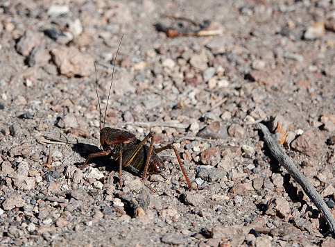 Close-up of a large Mormon cricket