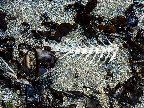 Close-up of a bony fish vertebrae and ribs on the beach.