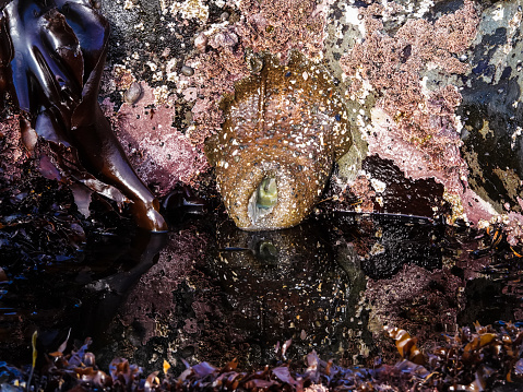 Sea anemone close up at low tide.