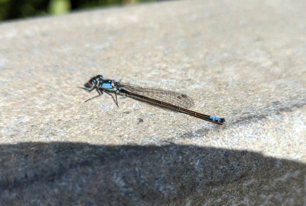 insect macro stock photo