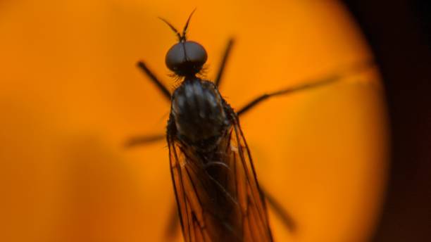 insect macro stock photo