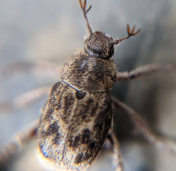 insect macro – junebug stock photo